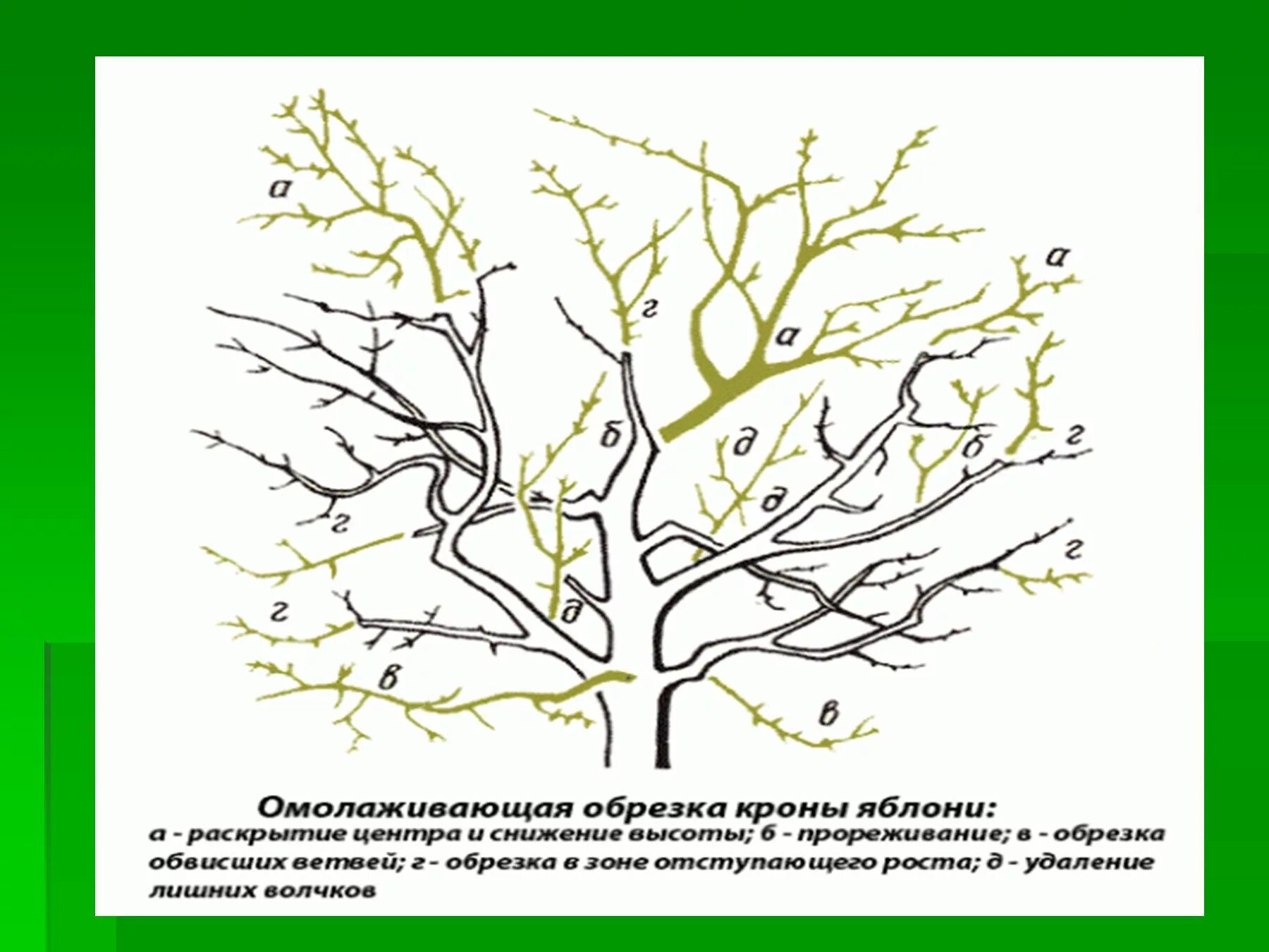 Обрезка плодовых деревьев правила. Схема обрезки плодовых деревьев весной. Обрезка плодовых деревьев весной яблони. Правильная обрезка яблонь весной схема. Схема обрезки яблони весной.