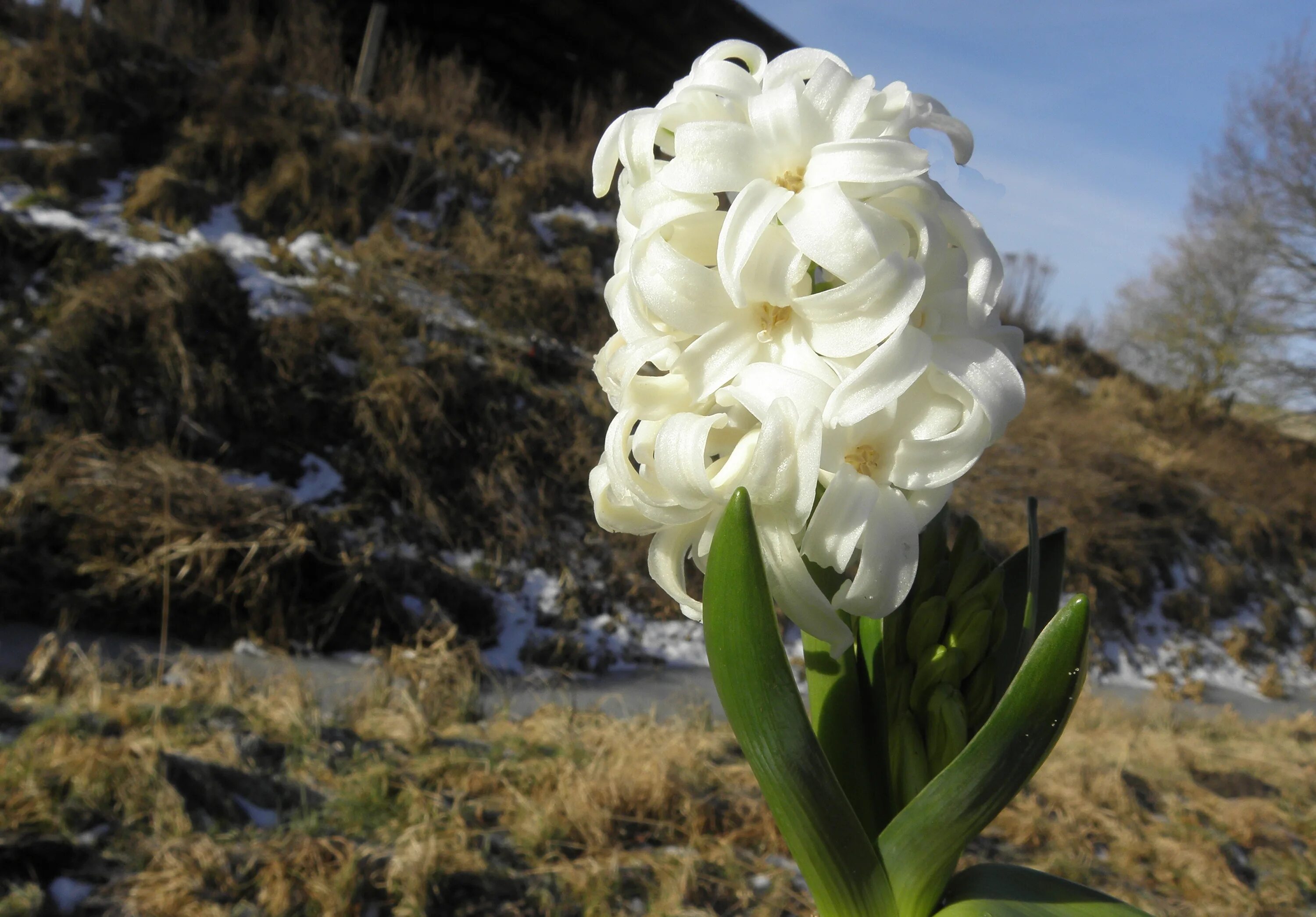 Цветок ранний с белыми цветами. Цветок гиацинт белый. Дикий гиацинт белый. Ранние цветы. Ранние белые цветы.