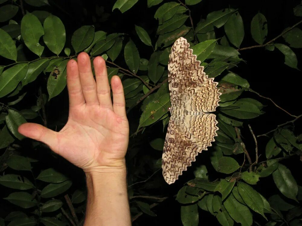 Gorgeous White Witch Moth with 12-inch Wingspan