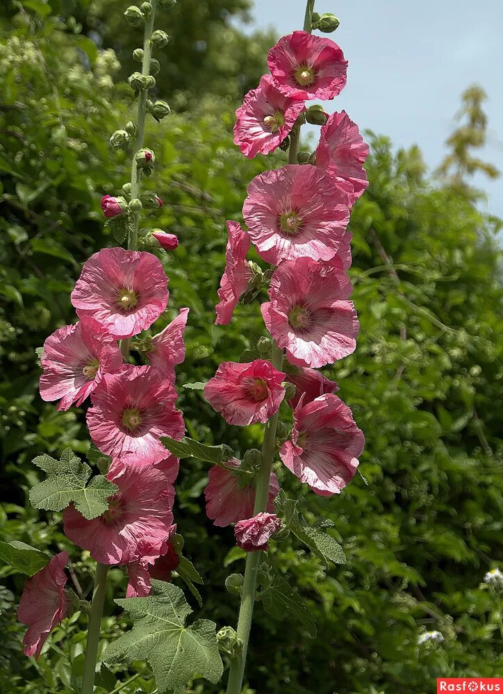 мальвы это. мальвы это. мальва мелкоцветковая. мальва бордовая. цветы мальва просвирник.