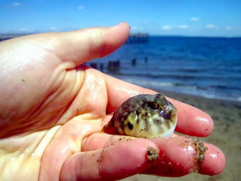 Мод pufferfish skills. Baby pufferfish. редкий pufferfish. pufferfish s skills. baby spotted pufferfish.