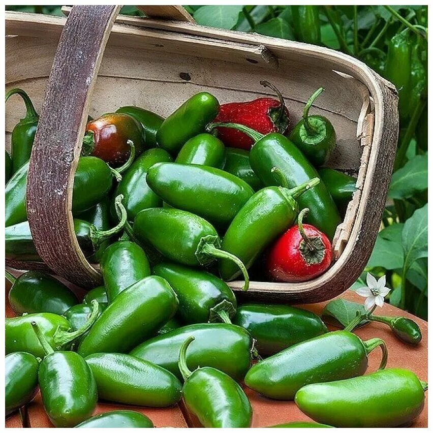 Семена Орешка Перец острый Jalapeno Giant 5 шт. - купить в интернет-магазине по 