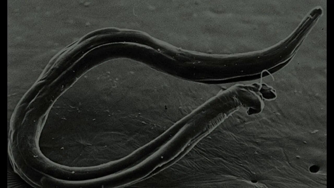 Червь геншин. SCP 153 водосточные черви.
