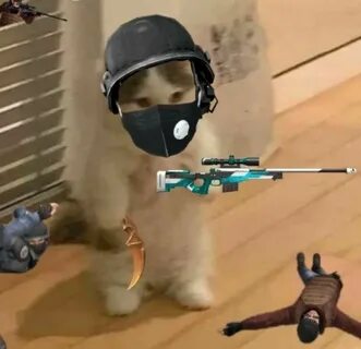 Standoff 2 котенок