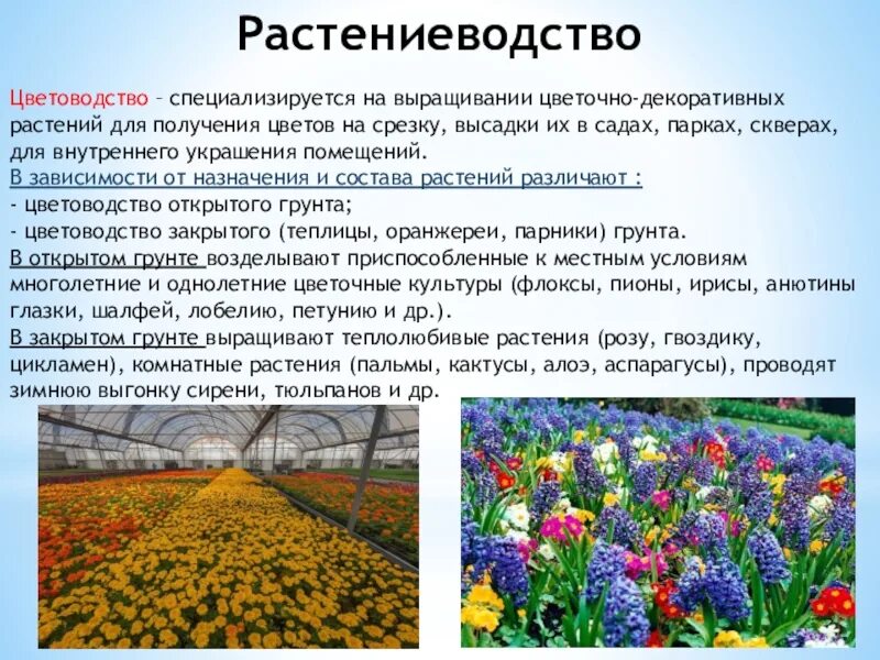 Какие растения выращивают в московской области