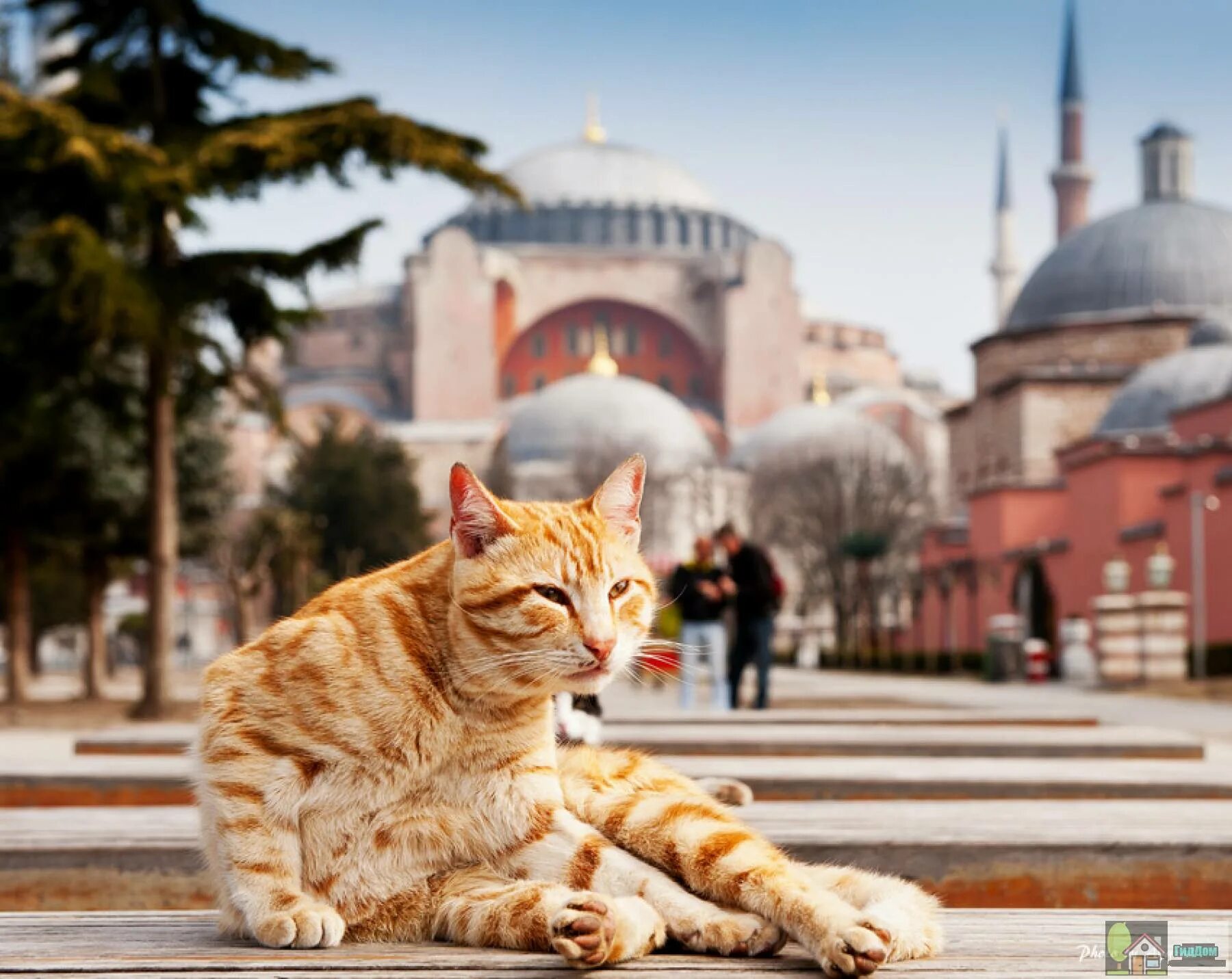 Кошки в турции. Турецкие кошки уличные. Коты в стамбуле. Стамбульские коты. Кот на пляже.