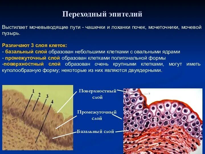 Переходный многослойный эпителий локализация. Многослойный переходный эпителий функции. Многослойный переходный эпителий мочевого пузыря функции. Форма клеток переходного эпителия. Слизистые оболочки почек