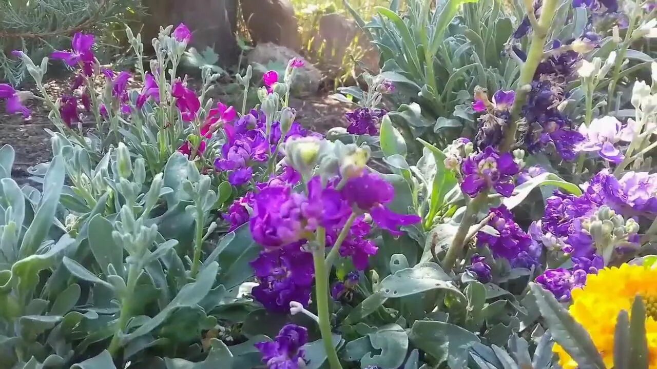 Маттиола посадка и уход в открытом грунте. Левкой. маттиола седая левкой. цветы маттиола двурогая. левкой седой.
