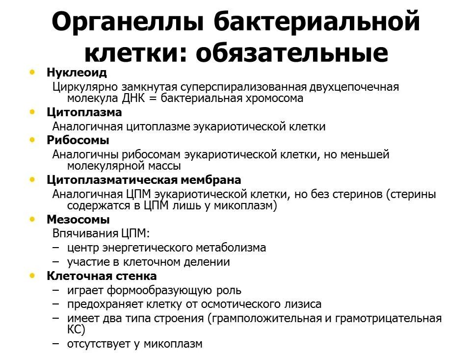 Функции органоидов бактериальной клетки. Строение бактериальной клетки органоиды. Органоиды бактериальной клетки и их функции. Основные органоиды бактериальной клетки и их функции. Бактерия строение функции