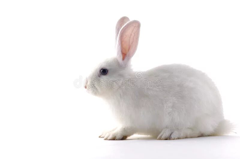 Карточки на английском кролик. Rabbit транскрипция. Карточки домана английский. Кролик транскрипция. Rabbit транскрипция.