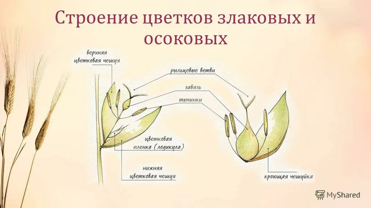 цветок с правильным околоцветником. околоцветник злаковых. класс однодольные строение цветка. семейство злаки строение цветка. строение пшеницы семейство злаковых.