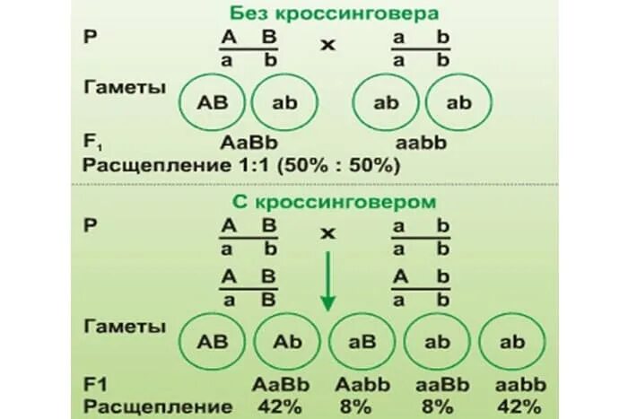 Некроссоверные особи. Сцепленное наследование схема скрещивания. Сцепленное наследование генов расщепление. Сцепленное наследование неполное сцепление. Кроссинговер при сцепленном наследовании.