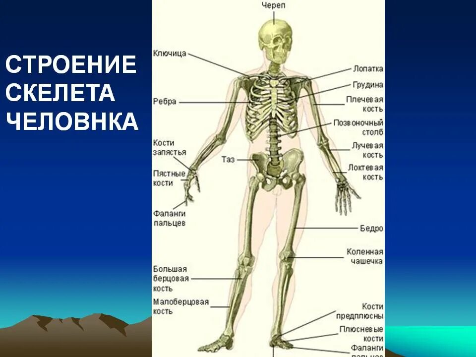 Класс биология строение скелета человека. Строение скелета на английском. зачет на тему строения скелета. строение скелета по номерам. строение скелета 4 класс.
