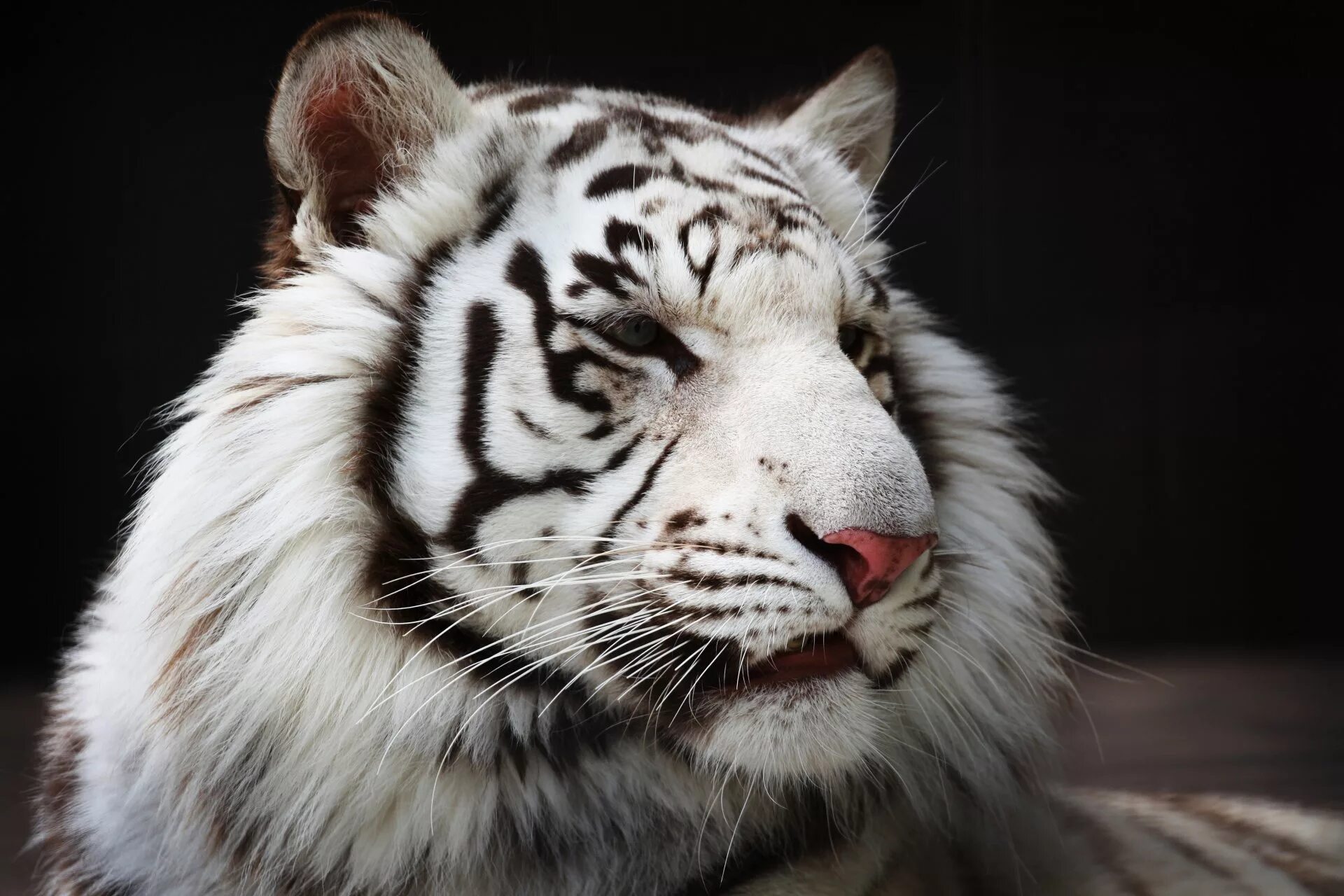 Какой тигр белый. Тигр альбинос. Белый тигр альбинос. Бенгальский тигр 1959. Тигр морда.