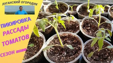 Календарь пикирования рассады помидор