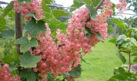 Смородина голландская