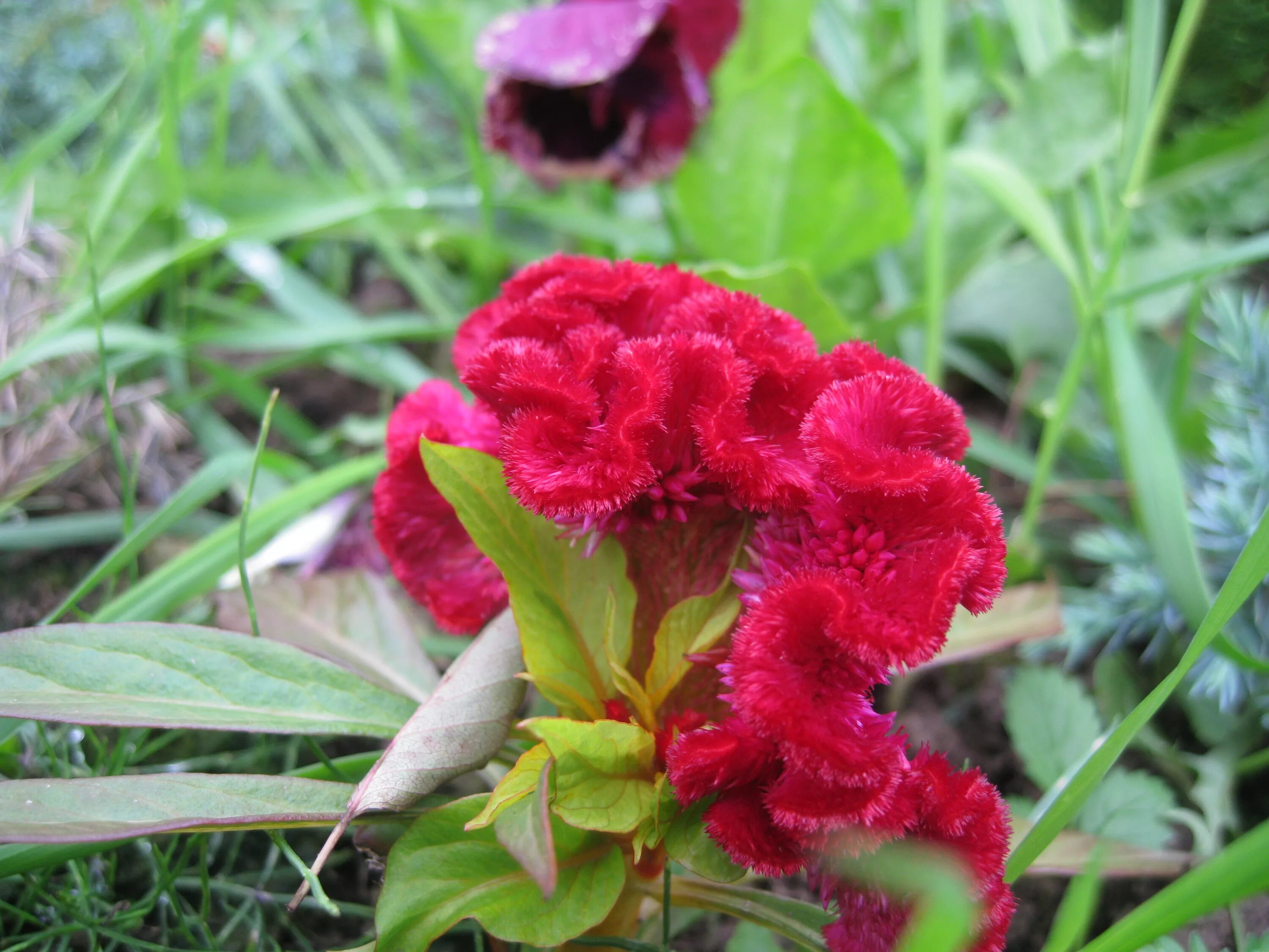 целозия гребенчатая выращивание из семян. целозия гребенчатая. целозия гребенчатая рассада. целозия гребенчатая выращивание из семян. целозия гребенчатая.