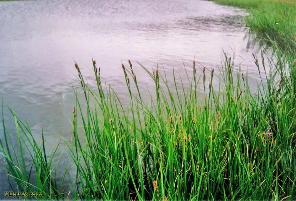 Осока речная. Озеро осоки. Озеро осоки. Камыш рогоз осока. Осока просяная (carex panicea).