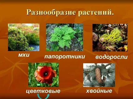 Видов становилось разнообразнее