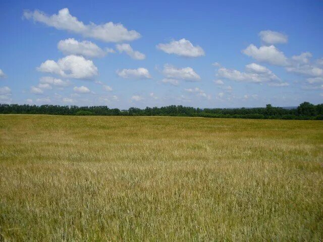 Русское поле картинки. Самолет севший в поле под новосибирском. Пашня на рассвете. Самолет в поле новосибирск. Красивые поля в новосибирской области.