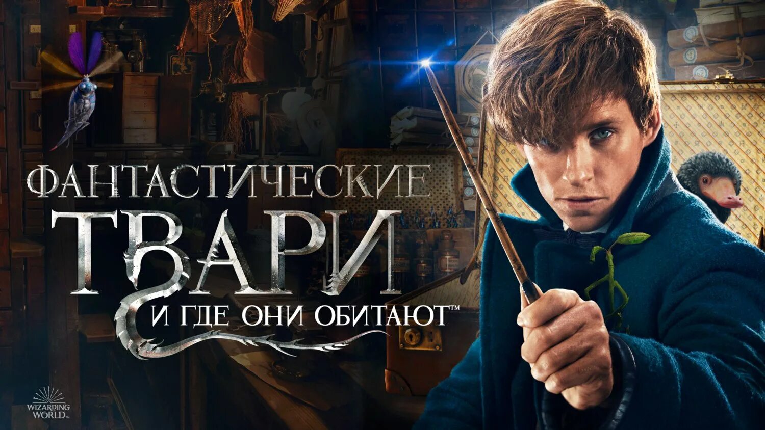 Фантастические твари и где они обитают. Серафина пиквери. Фантастика твари. Фантастические твари волшебник. Фантастические твари и где они оби.
