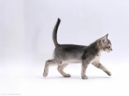 Кот стоит боком