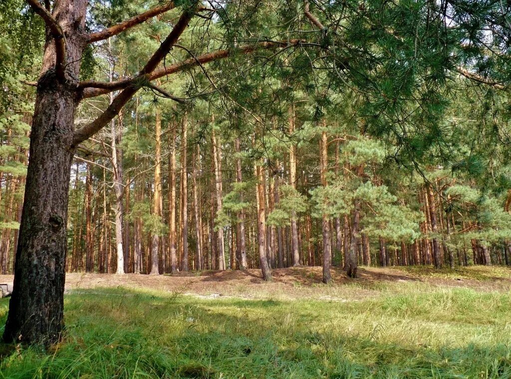 мститель русский лес. мститель русский лес. мститель русский лес. русский лес москва. лес в русской литературе.