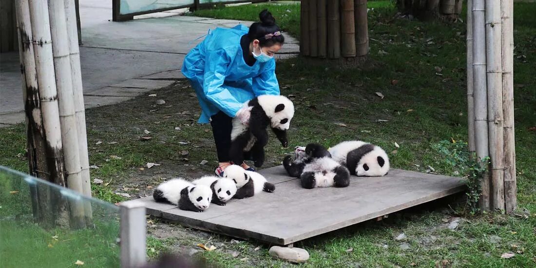 Chengdu Panda Base. Chengdu research Base of giant Panda. Giant Panda breeding research Base. Панда - национальное сокровище Китая.