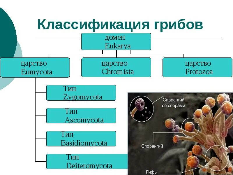 Царство грибы классификация. Систематика царства грибов. Царство грибы схема. Царство грибов классификация схема.