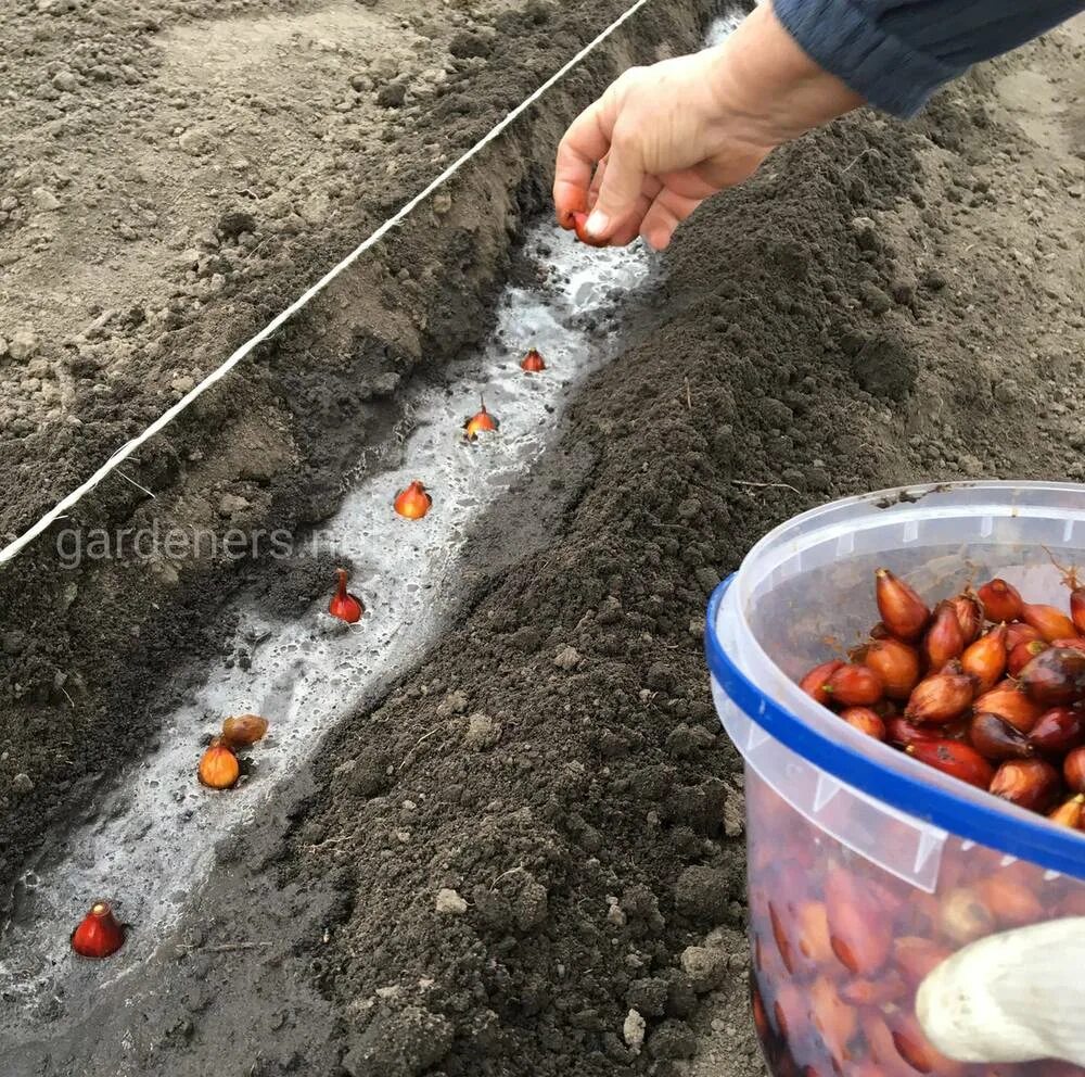 Когда сажать лук весной. Лук севок посев.