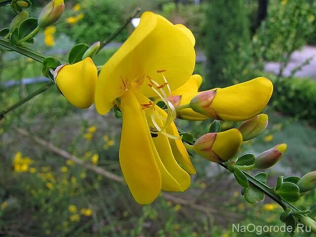 Cytisus scoparius seeds common Scotch broom semillas graines eBay