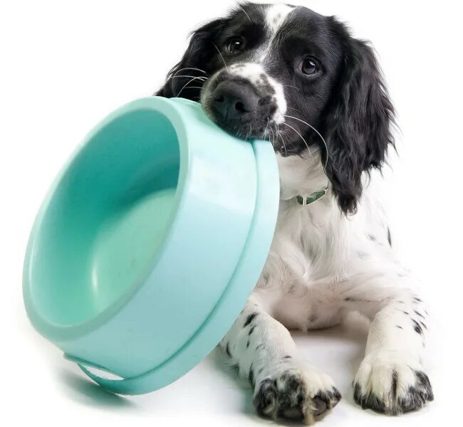 Довольный питомец. Dog food plus small breed. Лабрадор ретривер щенок. Собака кушает. Puppy healthy.