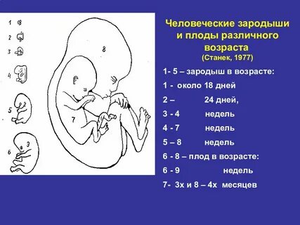 Размер плода на 18 неделе