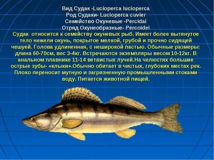 Судак какой вид рыбы