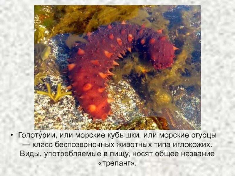 Морской огурец доклад. Подводные обитатели голотурии. Тип иглокожие морские огурцы. Энциклопедия голотурии и сепии 3 класс. Энциклопедия голотурии и сепии 3 класс.