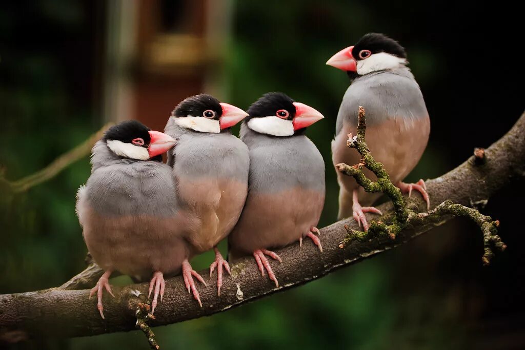 They like birds. Птица рисовая амадина. Амадины птички гнездятся. Белая рисовая амадина. Самка амадина.