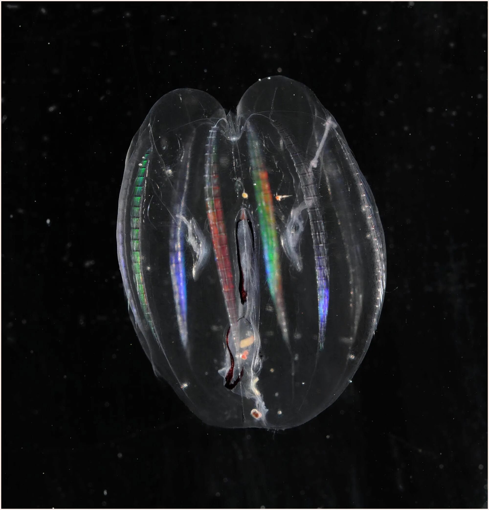 Comb jellies. Мнемиопсис медуза. Медуза Гребневик мнемиопсис. Гребневик мнемиопсис в черном море. Биолюминесценция гребневиков.