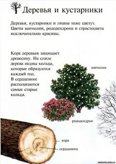 Тема деревья кустарники цель