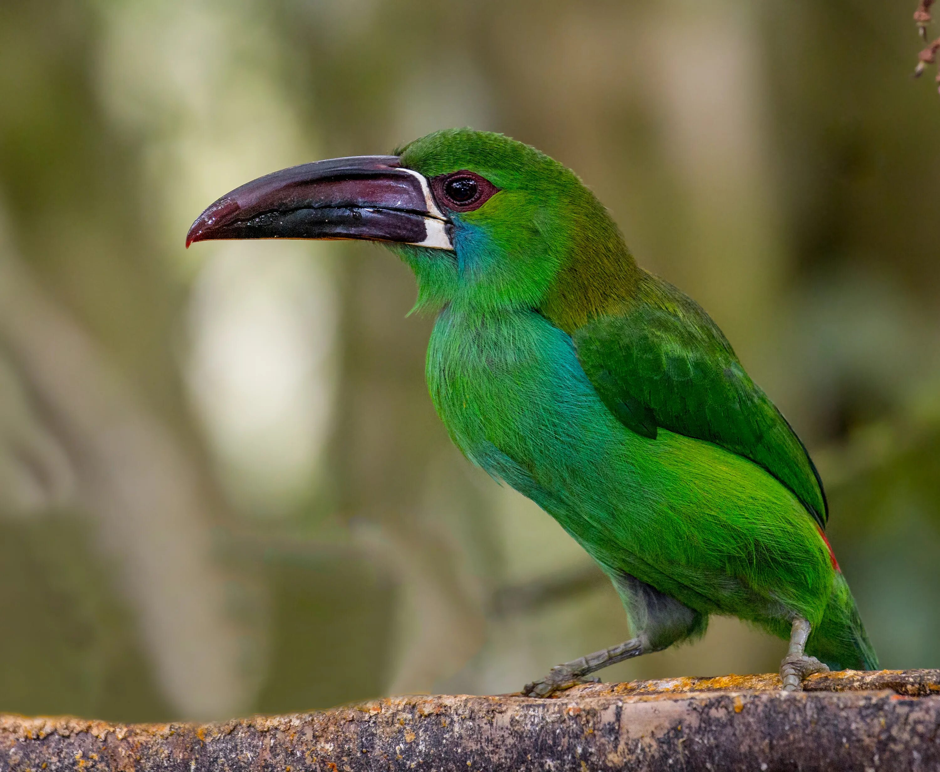 Animal greens. Малый зелёный рогоклюв. Aulacorhynchus haematopygus. Тукан зеленый. Птица с зеленым клювом.