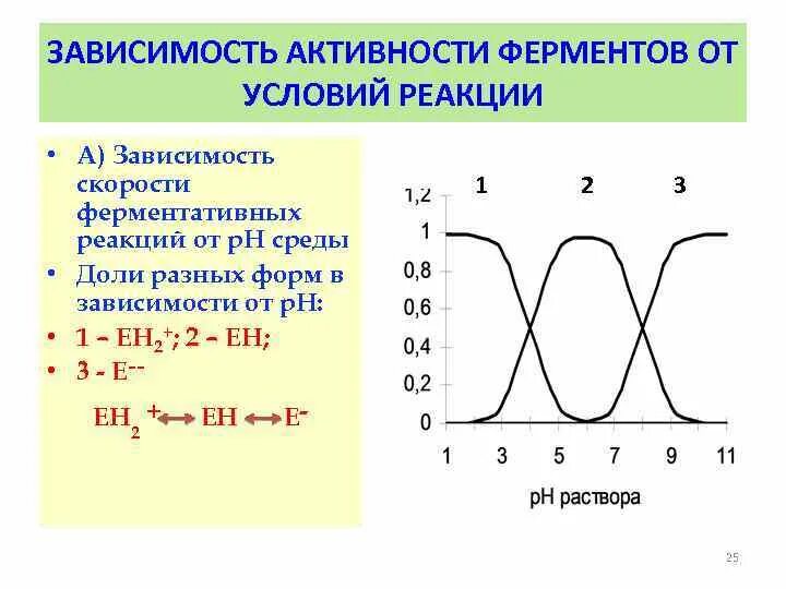 Активность фермента зависит от. Зависимость активности ферментов от реакции среды. Зависимость скорости ферментативной реакции от РН среды. Зависимость ферментативной реакции от PH среды. График зависимости активности ферментов от температуры.