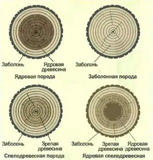 Пласт или лоскут свежего слоя древесной
