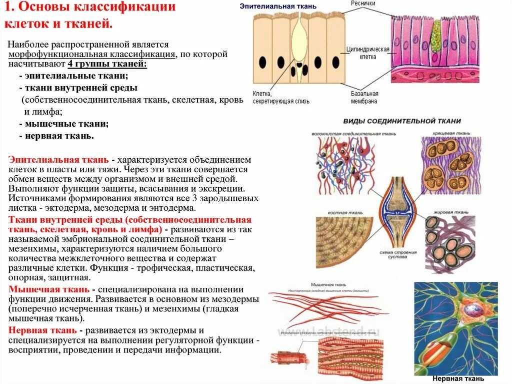 Три группы клеток