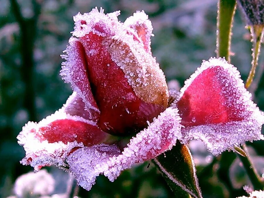 Фиалка февраль. Зимние цветы. Цветы в снегу. Цветочек на снегу. Цветы зимой.