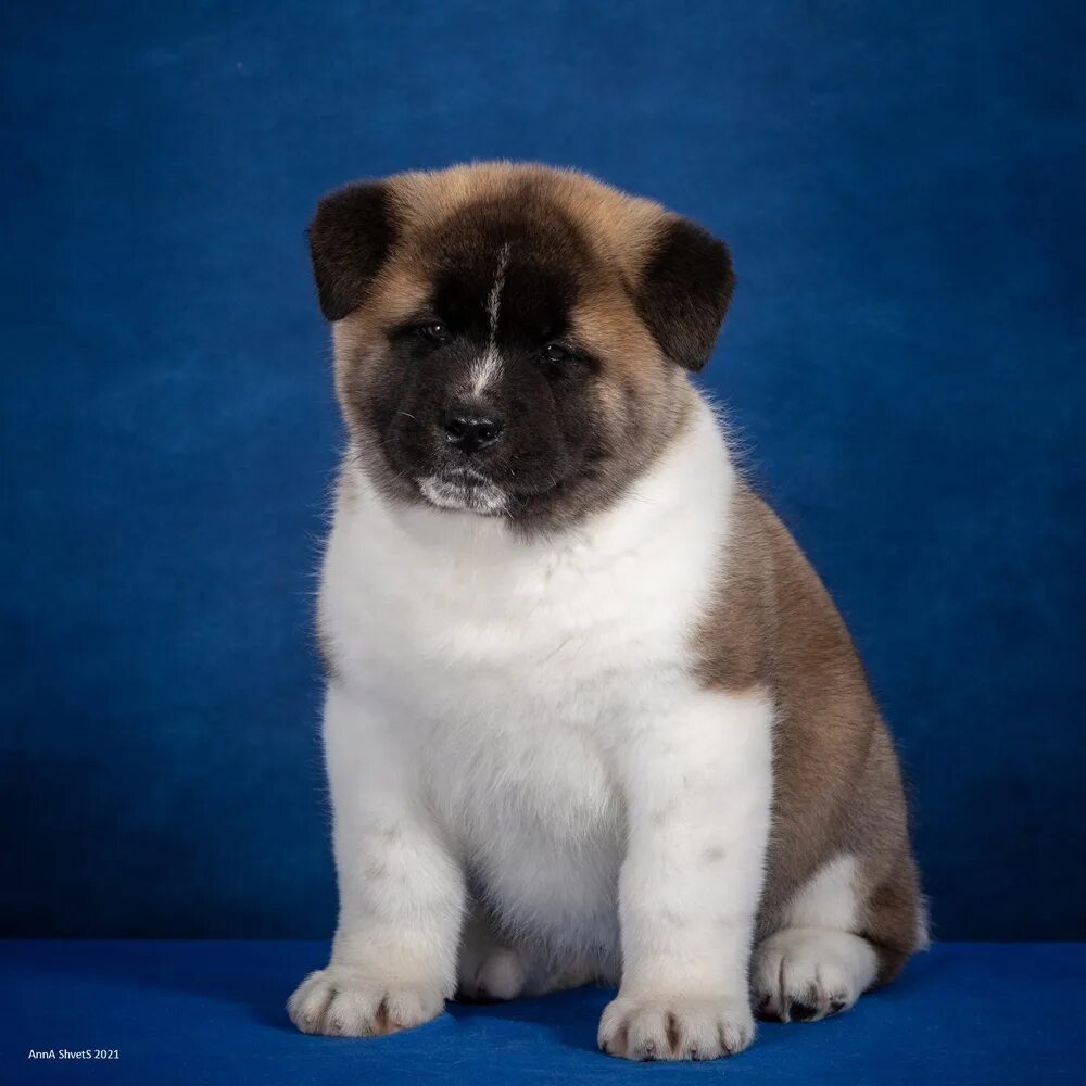 американская акита питомник. ричи экшн питомник американская акита. американская акита питомник. американская акита. американская акита питомник.