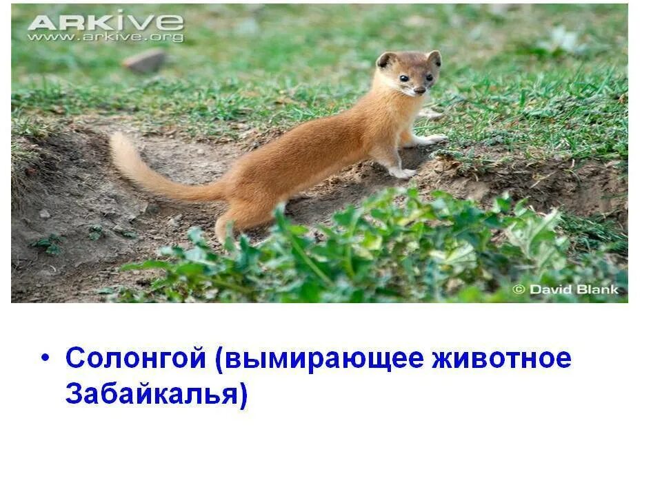 Красная книга забайкальского края