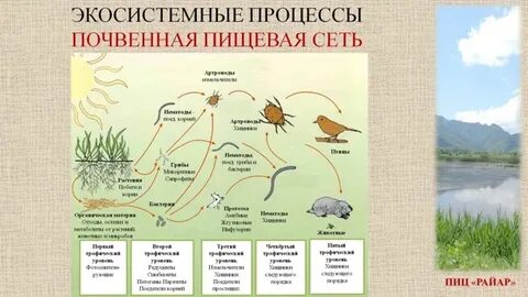 Почвенная цепь питания