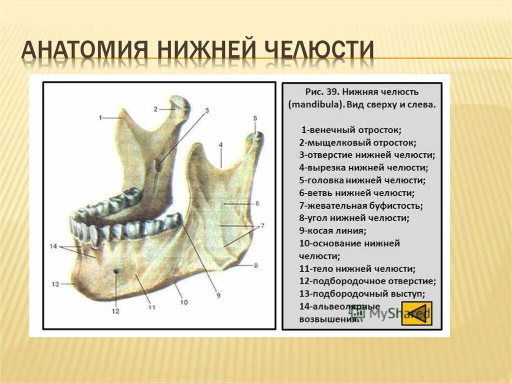 Мыщелковый отросток нижней челюсти. Жевательная бугристость нижней челюсти. Жевательная бугристость расположена на нижней челюсти. Венечный отросток нижней челюсти. Полная гребня