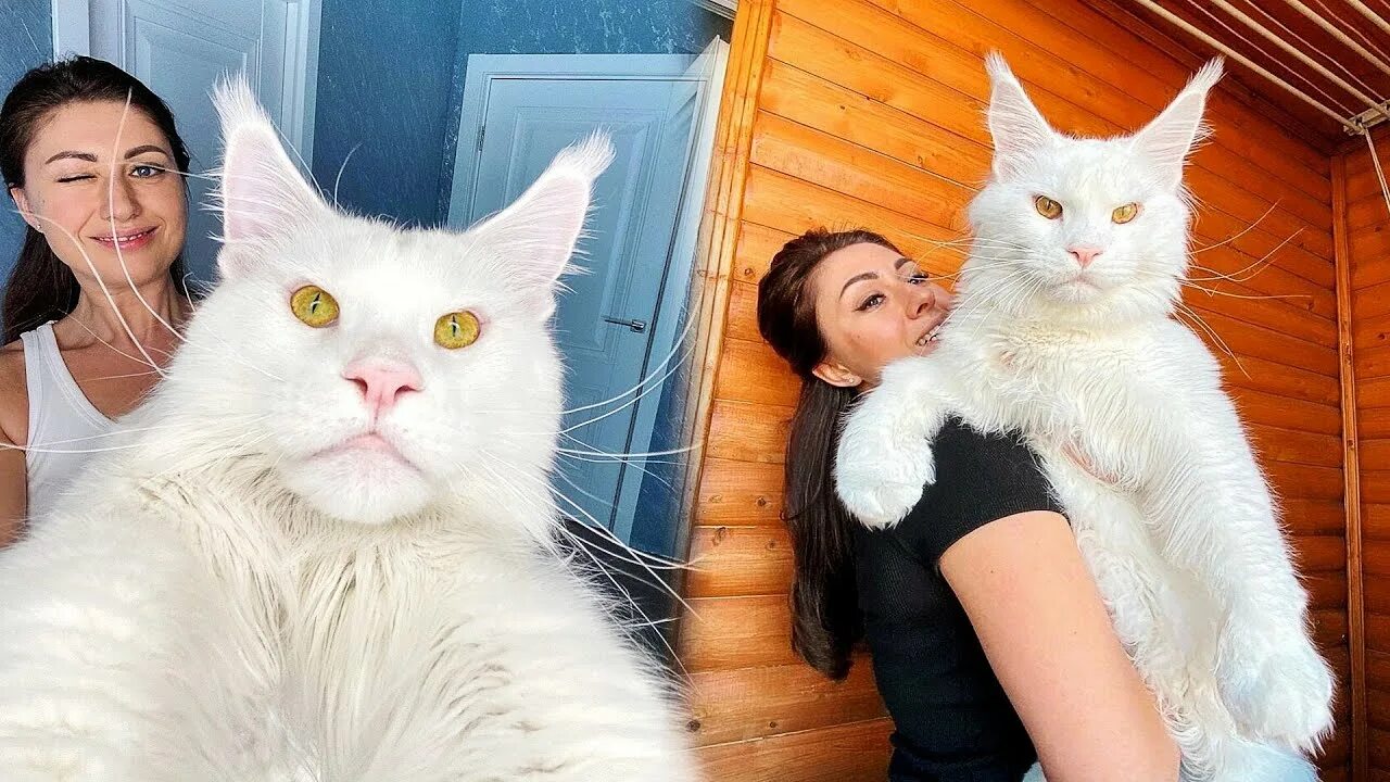 Кот Кефир - самый популярный кот России, фото мейн-куна, который весит 12,5 кг