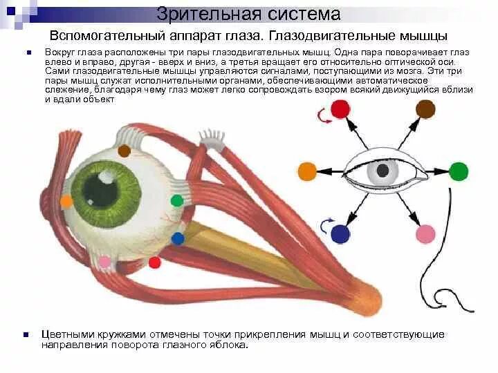 Глазодвигательный аппарат глаза иннервация. Глазодвигательные мышцы анатомия. Схема действия глазодвигательных мышц. Глазодвигательные мышцы глаза функции. Места крепления глазодвигательных мышц