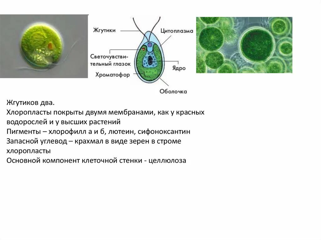 Одноклеточная зелёная водоросль с двумя жгутиками. Функция жгутиков у одноклеточных водорослей. Жгутик зеленой водоросли строение. Одноклеточные водоросли со жгутиками.